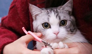 猫市场买猫要注意什么 去宠物市场买猫需要注意什么