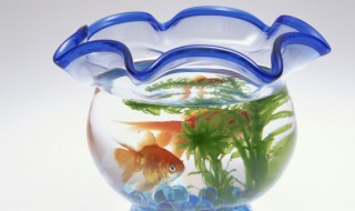 莫斯水草不绑可以养么 莫斯水草怎么样