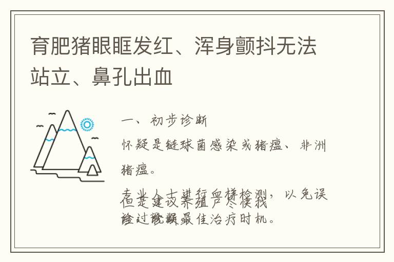 育肥猪眼眶发红、浑身颤抖无法站立、鼻孔出血