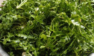芨芨菜的功效与作用及禁忌症 芨芨菜能治什么病