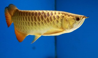 金龙鱼缺氧补救方法 金龙鱼缺氧有哪些补救方法