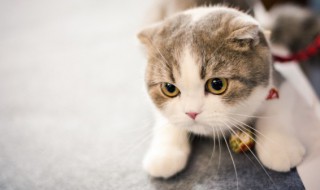小猫便秘怎么办 小猫拉稀怎么办