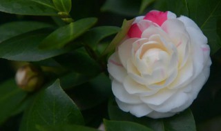白色茶花品种 白色茶花品种有哪些