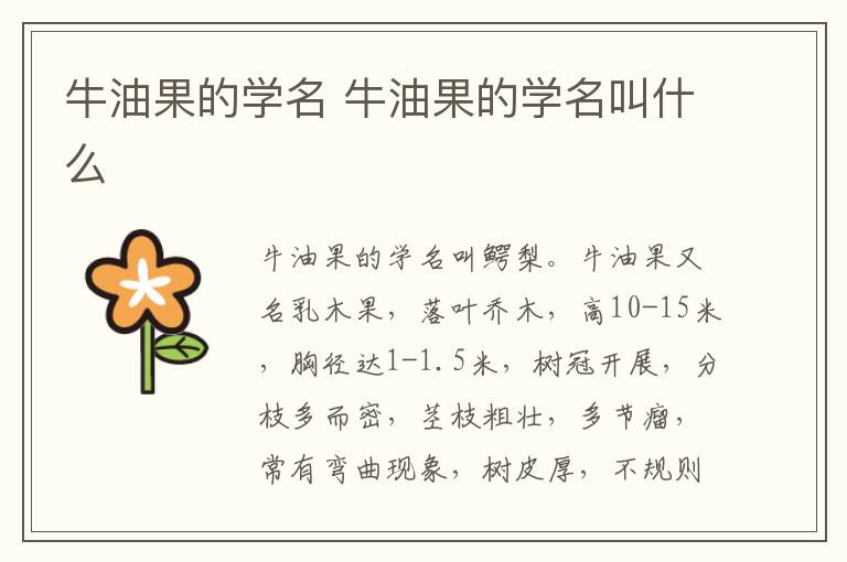 牛油果的学名 牛油果的学名叫什么