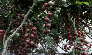 紫番茄能吃吗 关于紫番茄的营养价值介绍