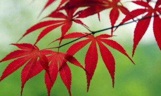 枫叶的功效与作用 枫叶的功效与作用是什么