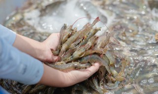葱爆海虾做法步骤 怎么做葱爆海虾