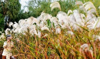 芦苇什么时候开花 芦苇生长在哪里