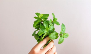 薄荷叶尖怎么保鲜 薄荷的保存方法