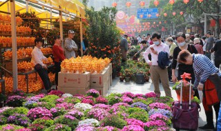 庭院大树下适合种什么花卉 庭院大树下适合种什么花卉好