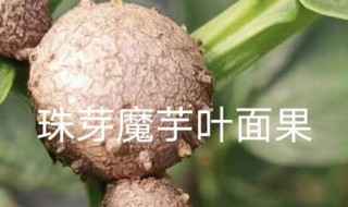 珠芽磨芋有什么特征 珠芽磨芋的特征有哪些