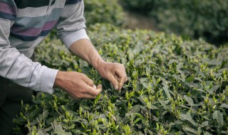 绿茶叶可以做奶茶吗，绿茶叶可以做奶茶吗怎么做