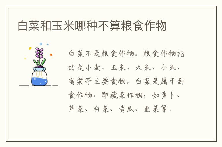 白菜和玉米哪种不算粮食作物
