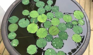 无土睡莲养在水缸里的技巧 睡莲水培技巧