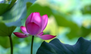 春天赏花的优美句子 有什么赏花的优美句子