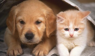 小猫不拉屎怎么办（小猫不拉屎怎么办小妙招）