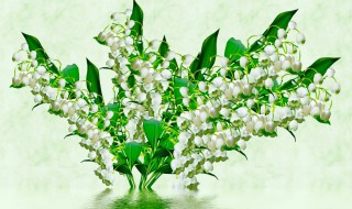 铃兰种子种植方法步骤 铃兰播种的步骤