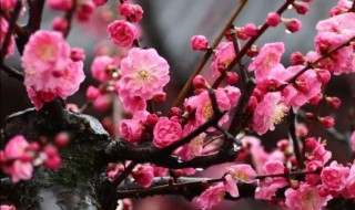 梅花施肥时间和方法 梅花施肥用哪种肥料