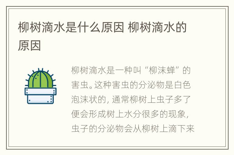 柳树滴水是什么原因 柳树滴水的原因