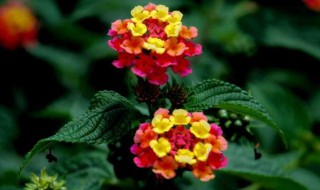 彩梅种植方法 彩梅种植方法简单介绍
