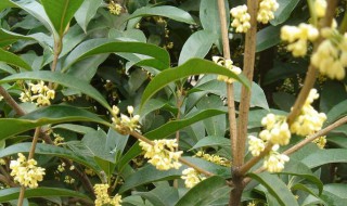 桂花树的特点是什么 桂花树有哪些特点