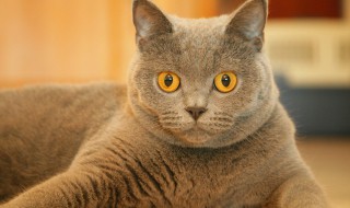 猫的天敌是什么动物 猫的天敌也是猫吗