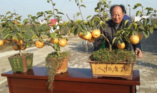 盆栽梨树栽培技术及方法 梨树盆景栽培技术