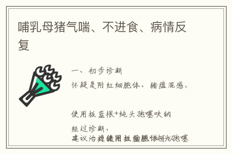 哺乳母猪气喘、不进食、病情反复