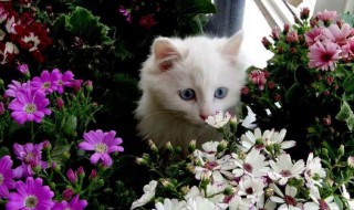 家里有猫不能养什么花 家里有猫不能养哪种花