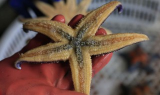 海星怎么洗 海星的清洗步骤