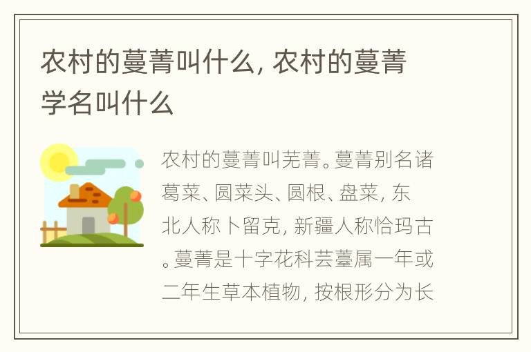 农村的蔓菁叫什么，农村的蔓菁学名叫什么