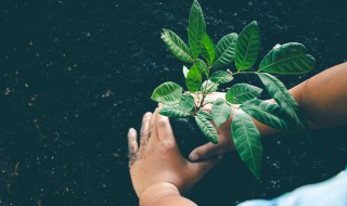 小学生植树的方法和技巧 关于植树的方法