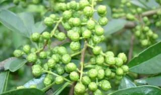 麻椒树的种植方法（麻椒树适合什么地方种）