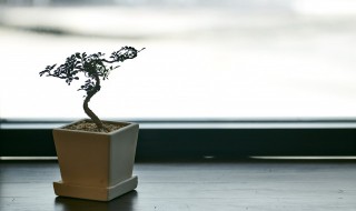 绿植配盆大小的正确方法 绿植怎么配盆