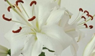 百合种植的注意事项有哪些 百合如何种植