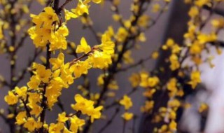 寸寸金插花瓶里能养多久 寸寸金插花瓶里能养多长时间