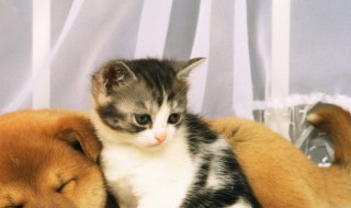 猫抓伤怎么处理，猫抓伤怎么办?