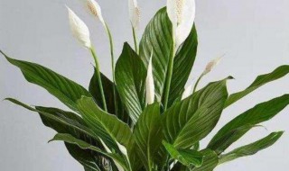 秋天一帆风顺怎么种 一帆风顺的种植方法介绍