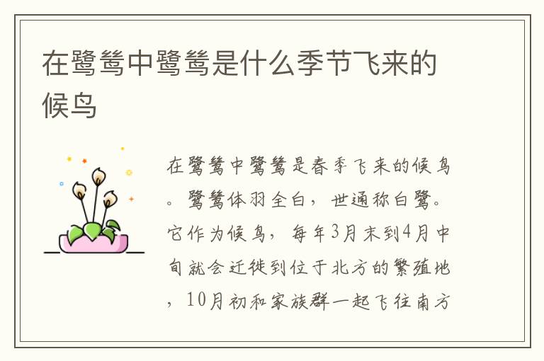 在鹭鸶中鹭鸶是什么季节飞来的候鸟