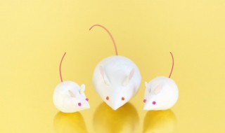 家里防老鼠妙招 家里防老鼠小窍门