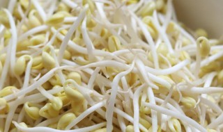 豆芽放冰箱里出水了 豆芽放冰箱里出水了还可以吃吗