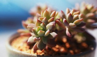 多肉种子的种植方法和注意事项 多肉种子的种植方法和注意事项介绍