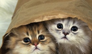 猫咪嘴巴臭怎么办（猫咪嘴巴臭怎么办?猫咪口臭什么原因）