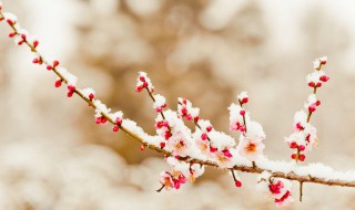 踏雪寻梅的诗句 踏雪寻梅全诗内容