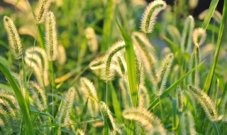狗尾草的种植与养护方法（狗尾草怎么养）
