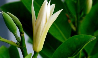 白兰花种植方法（白兰花种植方法图解）