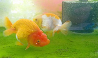 淡水鱼的最佳养殖方法 淡水鱼的最佳养殖方法是什么