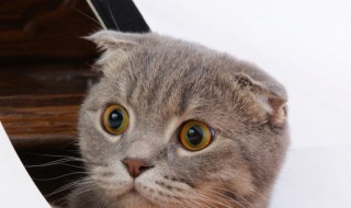 猫咪不吃猫粮怎么办 猫咪不吃猫粮怎么办只吃零食