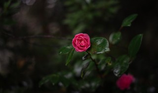 雨中赏花的心情说说 关于雨中赏花的句子