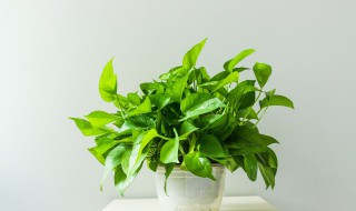 绿植养殖妙招 各种绿植的养护方法